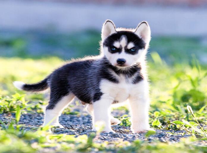 三把火蓝眼睛哈士奇