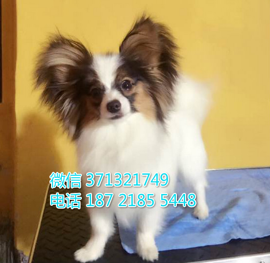 广州犬舍 出售蝴蝶犬纯种幼犬，小型犬蝴蝶狗狗