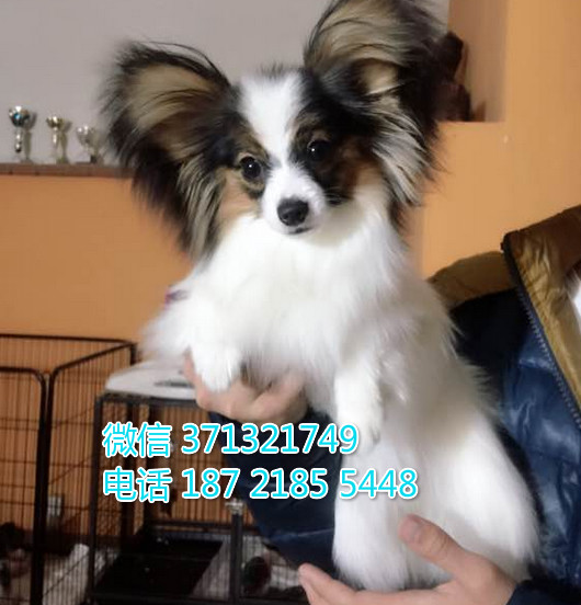 深圳蝴蝶犬出售纯种幼犬，健康小型犬蝴蝶狗狗，犬舍