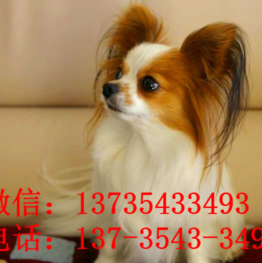 成都宠物狗狗犬舍出售蝴蝶犬 哪里有买狗卖狗市场