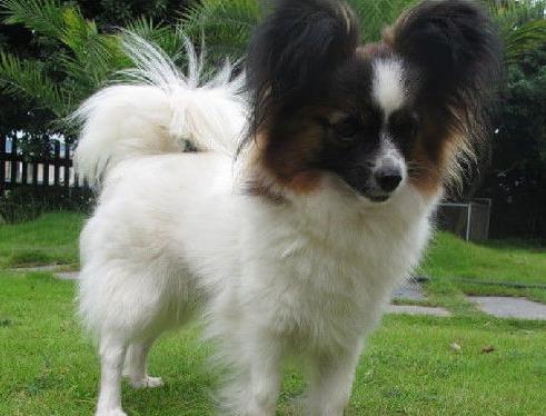 昆明宠物狗狗犬舍出售蝴蝶犬 哪里有买狗卖狗