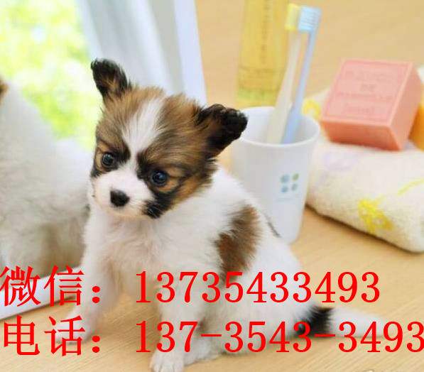 昆明宠物狗狗犬舍出售蝴蝶犬 哪里有买狗卖狗市场