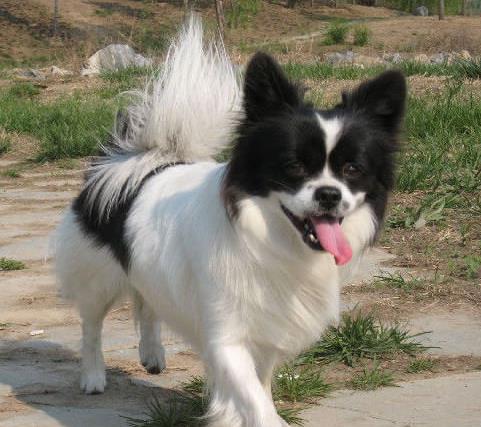 北京宠物狗狗犬舍出售蝴蝶犬 哪里有买狗卖狗