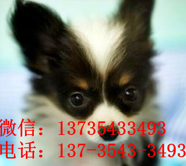 合肥宠物狗狗犬舍出售蝴蝶犬 哪里有买狗卖狗市场