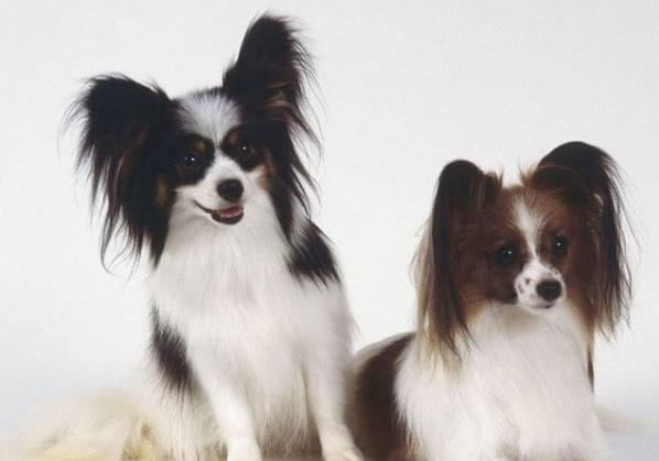 长沙宠物狗狗犬舍出售蝴蝶犬 哪里有买狗卖狗