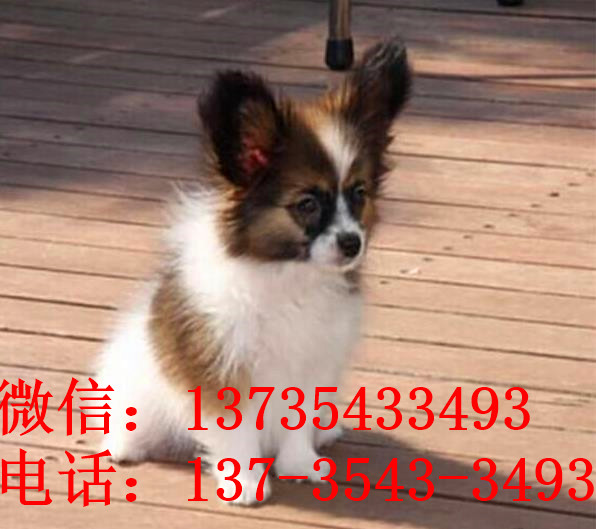 杭州宠物狗狗犬舍出售蝴蝶犬 哪里有买狗卖狗