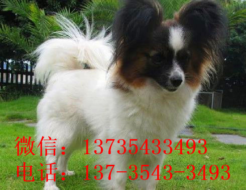 郑州宠物狗狗犬舍出售蝴蝶犬 哪里有买狗卖狗市场