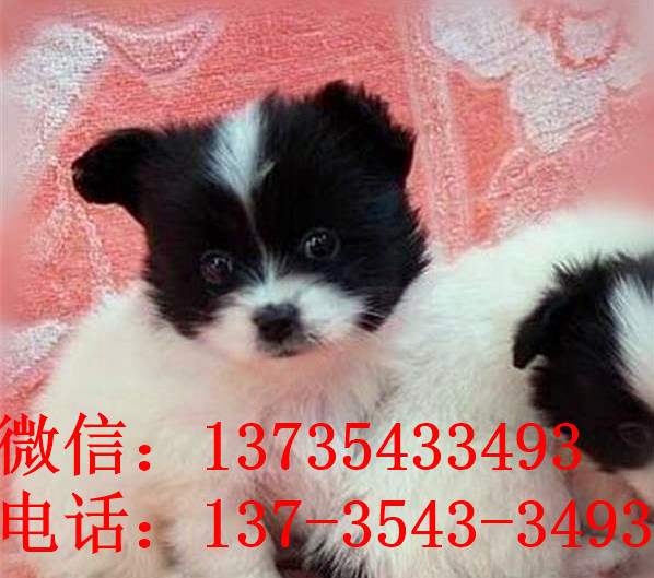 西安宠物狗狗犬舍出售蝴蝶犬 哪里有买狗卖狗市场