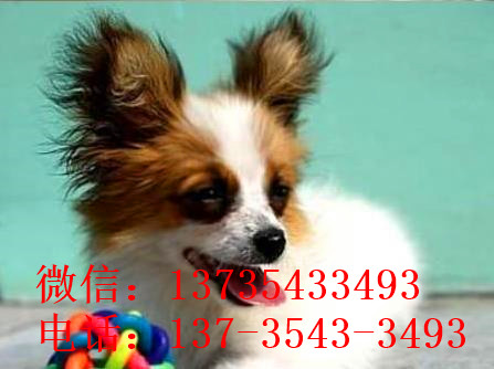 西安宠物狗狗犬舍出售蝴蝶犬 哪里有买狗卖狗市场