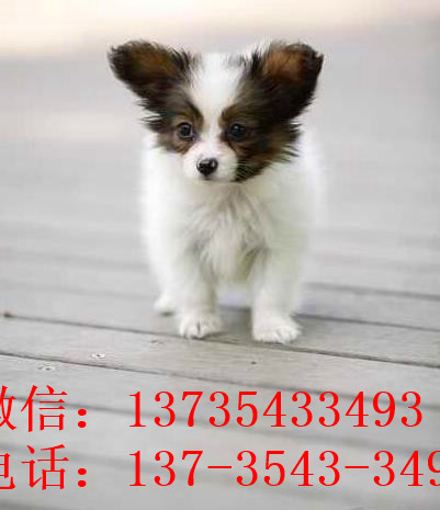 西安宠物狗狗犬舍出售蝴蝶犬 哪里有买狗卖狗市场