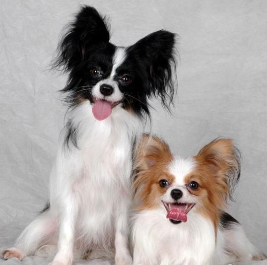 广州宠物狗狗犬舍出售蝴蝶犬 哪里有买狗卖狗