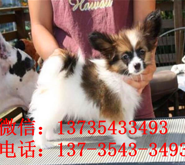 苏州宠物狗狗犬舍出售蝴蝶犬 哪里有买狗卖狗