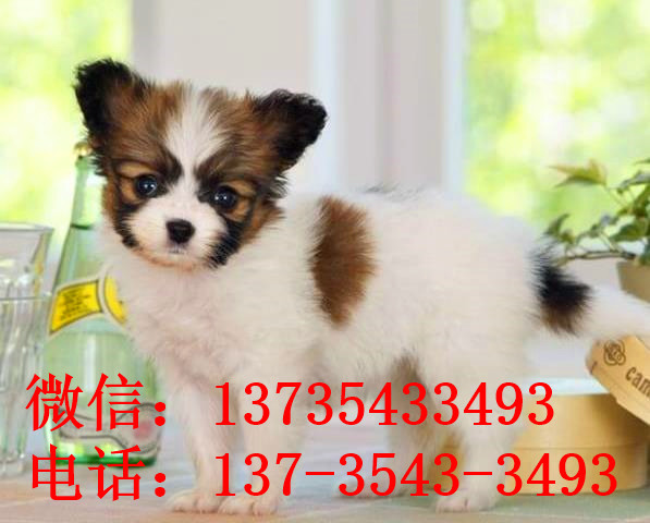 昆明宠物狗狗犬舍出售蝴蝶犬 哪里有买狗卖狗市场