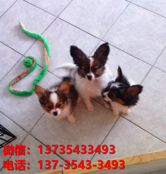 杭州宠物狗犬舍出售纯种蝴蝶犬活体宠物狗网上哪里有卖狗领养狗狗买狗地方