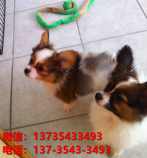 上海宠物狗犬舍出售纯种蝴蝶犬活体宠物狗网上哪里有卖狗领养狗狗买狗地方