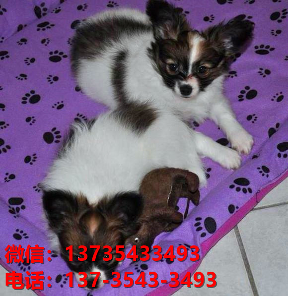 上海宠物狗犬舍出售纯种蝴蝶犬活体宠物狗网上哪里有卖狗领养狗狗买狗地方