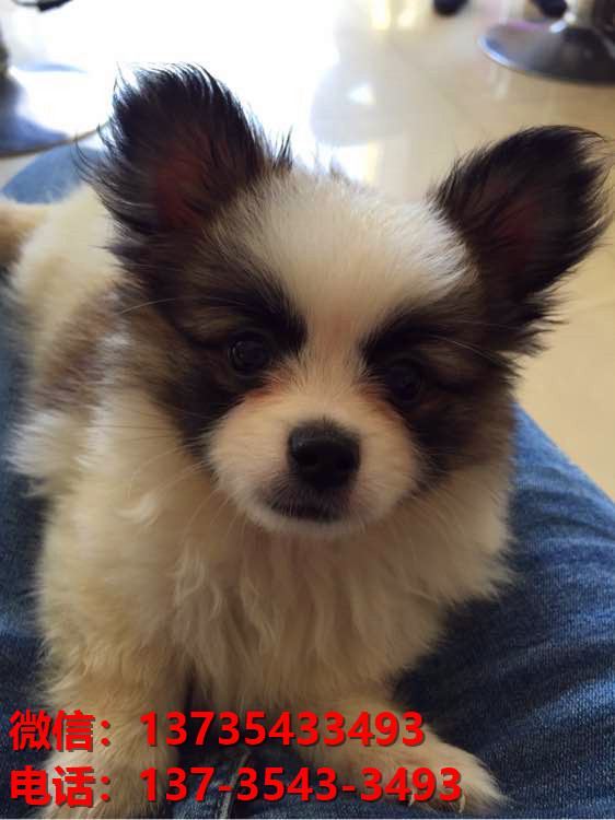 宜昌宠物狗犬舍出售纯种蝴蝶犬活体宠物狗网上哪里有卖狗领养狗狗买狗地方