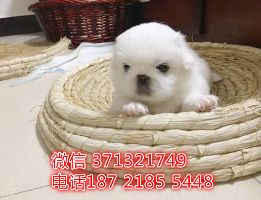 京巴出售纯种幼犬北京犬，武汉直销京巴狗狗，小型