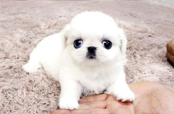 福州宠物狗狗犬舍出售纯种京巴犬 哪里有卖狗