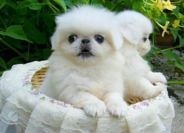 ?？诔栉锕饭啡岢鍪鄞恐志┌腿?哪里有卖狗