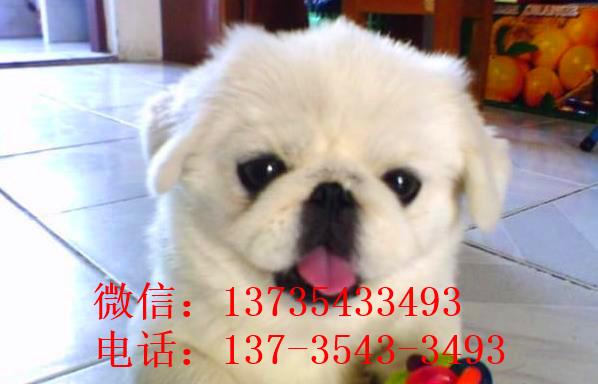 武汉宠物狗狗犬舍出售纯种京巴犬 哪里有卖狗买狗市场