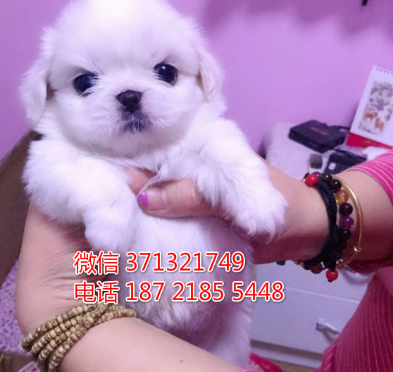 太原 京巴犬出售纯种幼犬 太原狗场繁殖太原犬