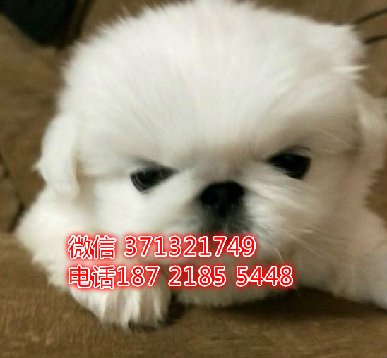 南昌狗狗 京巴犬出售纯种 南昌犬舍 南昌全国