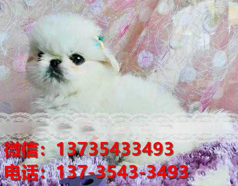 正宗京巴犬出售 福州宠物狗犬舍哪里有卖狗 京巴在哪买狗领养