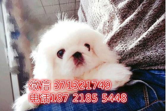 深圳狗狗 京巴犬出售纯种幼犬 深圳实体店 全国发货