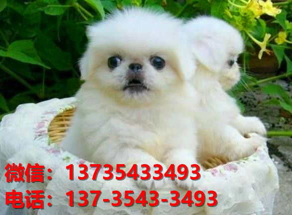 正宗京巴犬出售 上海宠物狗犬舍哪里有卖狗 京