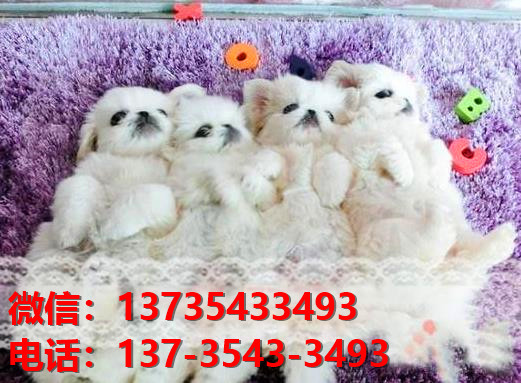 正宗京巴犬出售 福州宠物狗犬舍哪里有卖狗 京