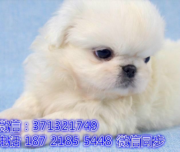 郑州特价 京巴犬出售纯种幼犬 专业繁殖专业发货 可上门看翘