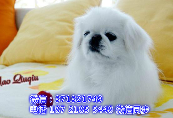 特价 京巴犬出售纯种幼犬 专业繁殖专业发货 可上门看馁