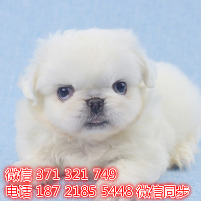 京巴犬宠物买卖 宠物市场 宠物狗狗图片宠物网 亩