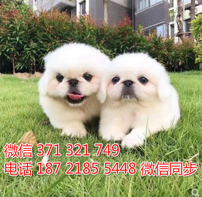 京巴犬宠物买卖 宠物市场 宠物狗狗图片宠物网砍