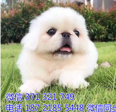 京巴犬出售 宠物狗狗  宠物市场 狗狗图片 买卖狗狗骄