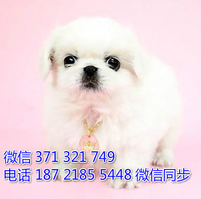 京巴犬宠物买卖 宠物市场 宠物狗狗图片宠物网