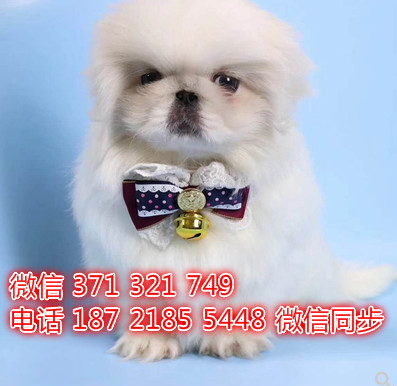 宠物市场 哪里有宠物京巴，精品小型中型大型犬