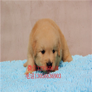 安康出售纯种赛级金毛幼犬金毛多少钱美系金毛