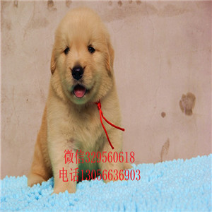 安康出售纯种赛级金毛幼犬金毛多少钱美系金毛
