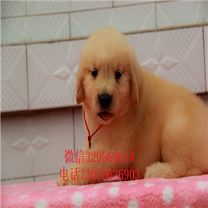 周口哪里能买到带证书的金毛金毛基地美系金毛