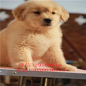 沈阳金毛幼犬高品质精品金毛金毛图片枫叶红金毛