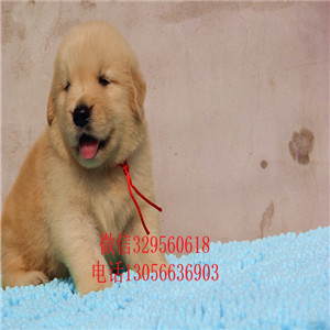 安康出售纯种赛级金毛幼犬金毛多少钱美系金毛