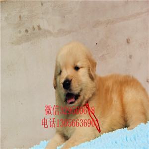 安康出售纯种赛级金毛幼犬金毛多少钱美系金毛