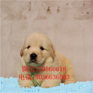 延安哪里能买到高品质精品金毛金毛图片枫叶红