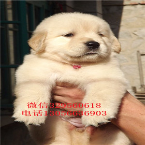 泰安出售纯种高品质精品金毛金毛犬舍包纯种健