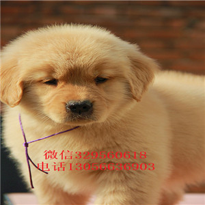 郴州金毛幼犬双血统金毛金毛图片美系金毛