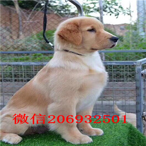 合肥出售纯种金毛/合肥家养金毛/合肥猎犬金毛