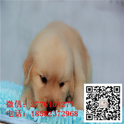 郴州哪里有卖金毛犬 纯种金毛多少钱 带证书 