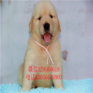 襄樊哪里有卖赛级金毛幼犬金毛多少钱枫叶红金